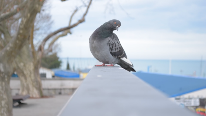 pics anti-pigeons